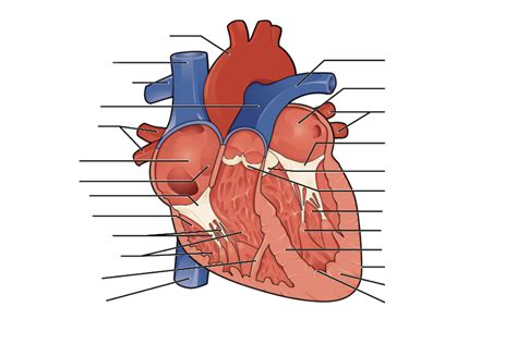 Heart Diagram | Quizlet