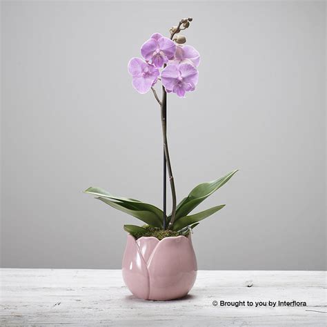 Pink Orchid Plant - Navan Flowers