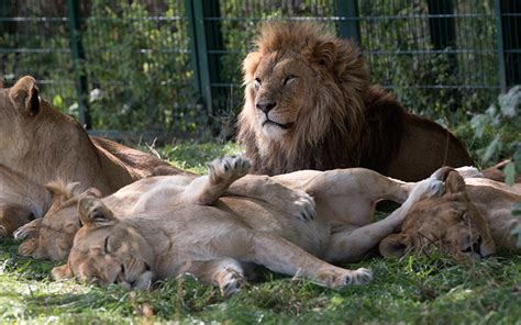 Longleat House and Safari Park | insidewiltshire