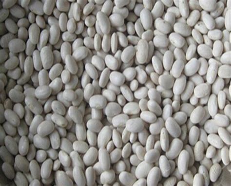 Dried Navy bean organic,China Songnuo price supplier - 21food