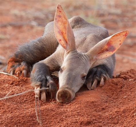 Aardvarks (Africa) have wide, spoon-like claws on all four feet. Eating ...