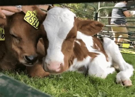 Cow Day GIFs - Get the best GIF on GIPHY