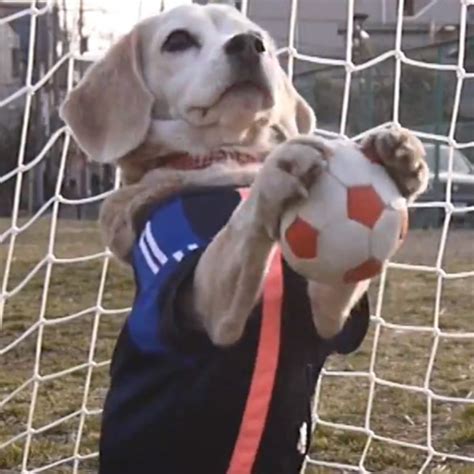 Sorry, World Cup! We Only Want to Talk About This Dog Playing Soccer