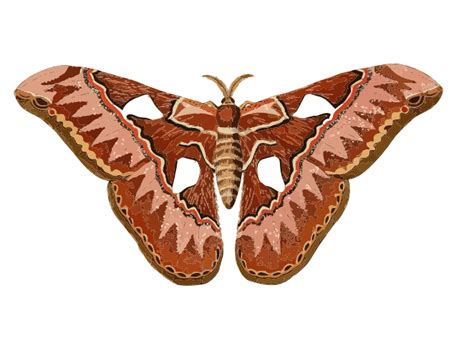 Moth Clipart Images - ClipartLib