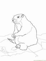 Prairie Dog Coloring Page At GetColoringscom  Free Printable sketch template