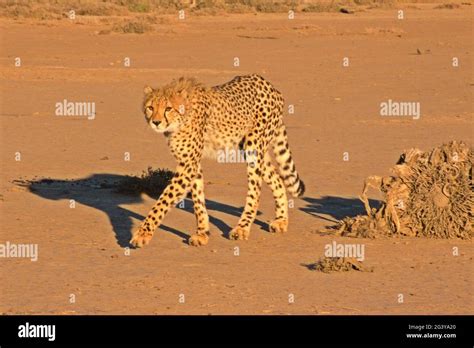 Fastest land mammal Stock Photo - Alamy