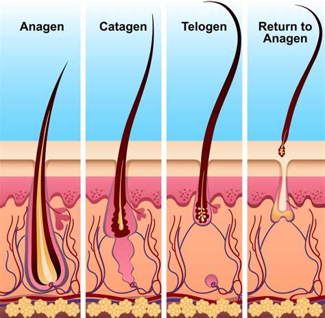 The Hair Growth Cycle: Stages and What it Means for You - Kiierr