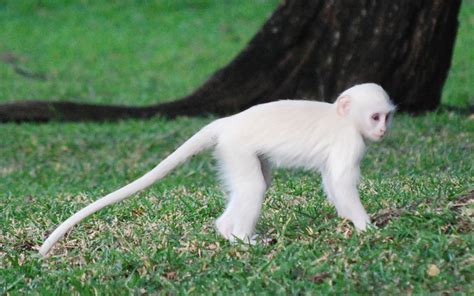 White Monkey | Rare albino animals, Albino animals, Animals