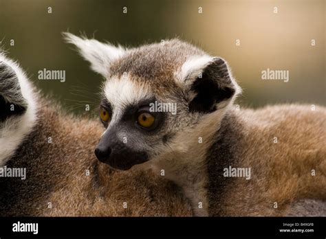 Ring-tailed lemur baby Stock Photo - Alamy