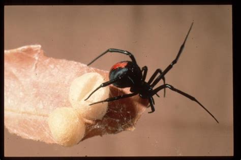 Redback spider bite - what to do | Western Australian Museum