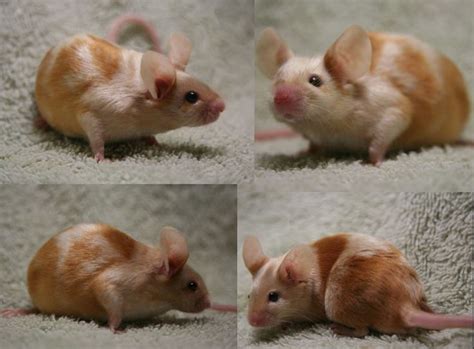 19 best Fancy Mice images on Pinterest | Rats, Rodents and Computer mouse