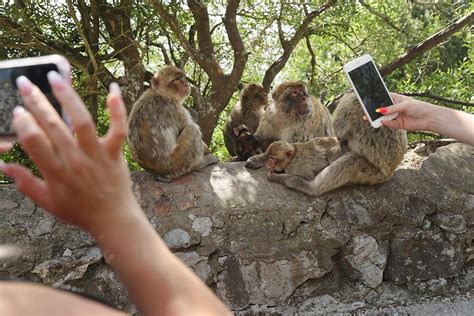 The ‘perfect nuisance’: U of T researcher explores the colourful history of Gibraltar’s monkeys ...