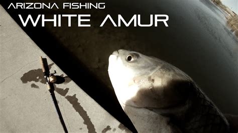 White Amur Fishing - YouTube