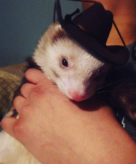 Best Ferret Halloween Costumes – The Modern Ferret