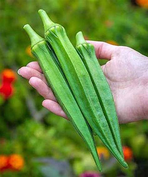 13+ Pic Of Okra Plant - MussaMuallam