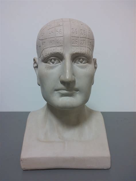 Phrenology Head? | Antiques Board