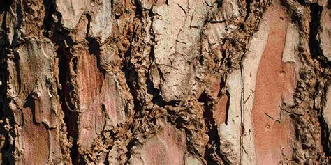 Peeling Tree Bark: Diseases & Other Causes of Bark Shedding