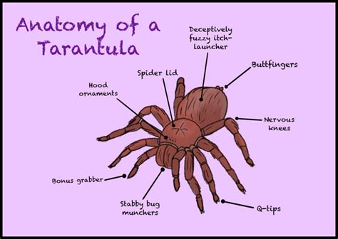 💙 : tarantulas