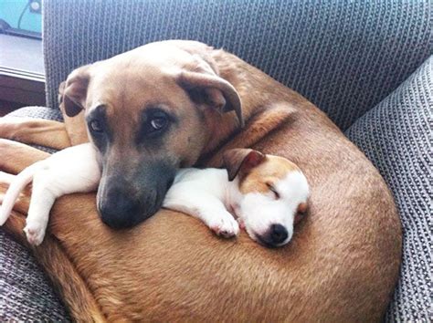 Big Dog Loves Her New Puppy Friend | Dog best friend, Puppy friends ...