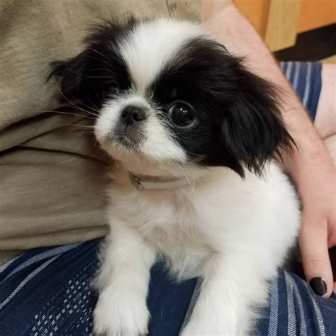 Japanese Chin Puppy I Met Today :) http://ift.tt/2tOGUAT | Japanese chin puppies, Japanese chin ...