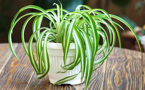 Spider Plant Care: Tips on How to Care for a Spider Plant
