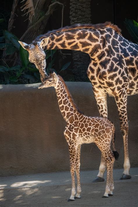 THE LOS ANGELES ZOO DEBUTS MASAI GIRAFFE CALF - Los Angeles Zoo and ...