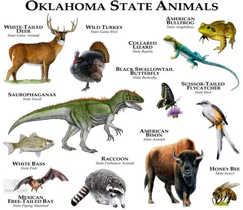 Oklahoma State Animals | North american animals, Animals, Animals poster