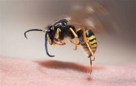 European Wasp Sting: Everything You Need To Know!