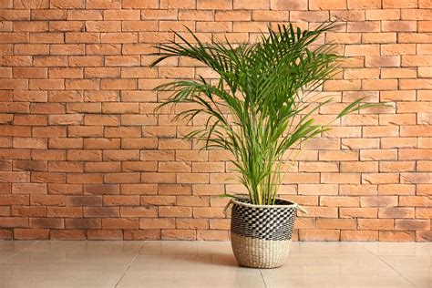 Areca palm: care & location - Plantura