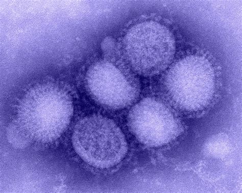 New Insights Into How the Flu Virus Spreads Within Cities