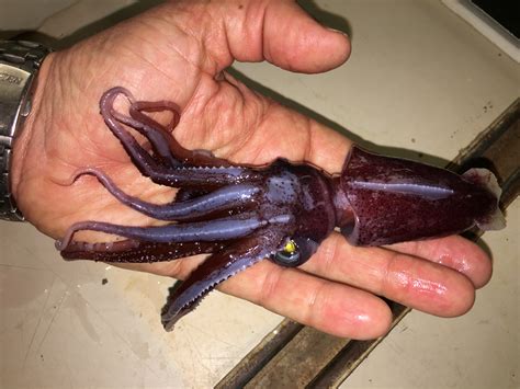 One week aboard the RRS James Clark Ross: Vampire squid, sperm whales and depth defying algae ...