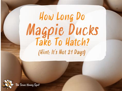 How Long Does It Take To Incubate Magpie Duck Eggs? | The Texas Honey Spot