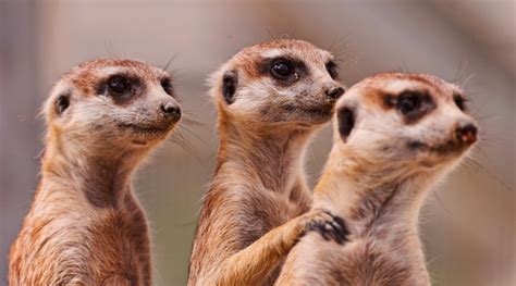 15 Cool and fun facts about meerkats – YourBotswana