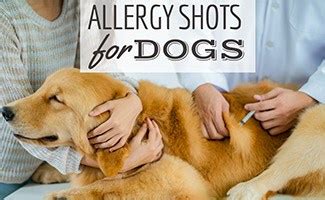 How Much Do Dog Allergy Shots Cost