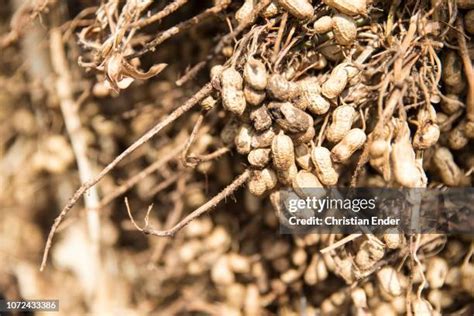 Peanut Field Photos and Premium High Res Pictures - Getty Images