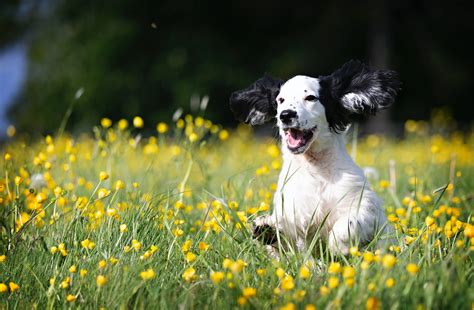 Is My Dog Happy? 10 Signs of a Happy Dog | Bella & Duke