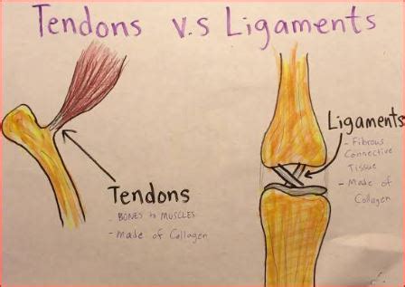 Muscles Tendons And Ligaments