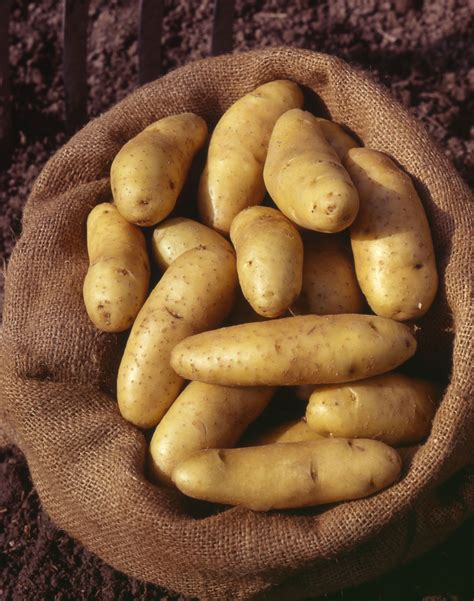 Certified seed potatoes, grow your own potatoes with some of the best ...