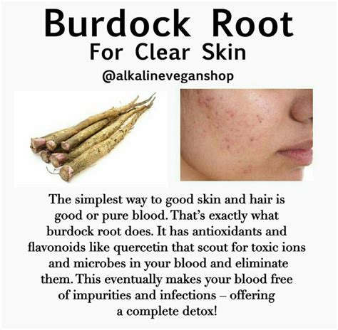 Burdock Root | Natural health remedies, Health heal, Home health remedies