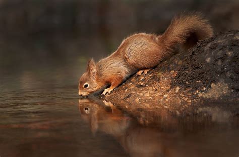 Red Squirrel drinking | Squirrel pictures, Cute creatures, Squirrel