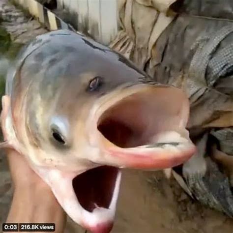 Two-headed 'Chernobyl fish' with two mouths and 'four eyes' pulled from ...