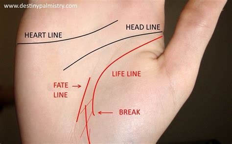 What Does a Short Life Line Mean? - Destiny Palmistry | Life line on hand, Palm reading charts ...