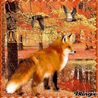 Fox in Autumn Rain | Autumn rain, Rain art, Rain pictures