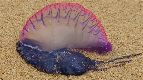 Portuguese Man O' War Facts, Pictures, Video & Information