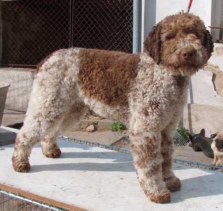 What Makes A Lagotto Dog A Special Breed