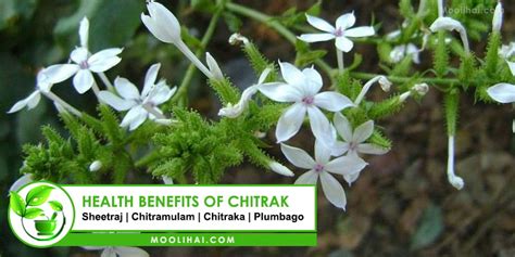 Chitrak (Plumbago Zeylanica): Benefits, Medicinal Uses, and Side Effects - Moolihai.com