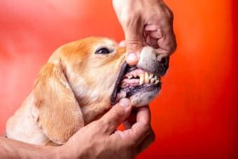 Gingivitis in Dogs: Symptoms, Causes, & Treatments | Mankato Vets