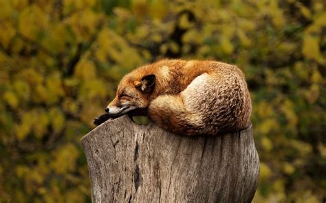 Fox Sleeping Resting - Free photo on Pixabay - Pixabay