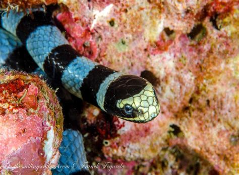 Discover the Enigmatic Sea Snakes: Fascinating Creatures of the Ocean ...