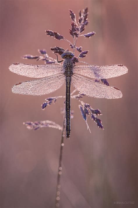 goddess | Dragonfly art, Dragonfly insect, Dragonfly